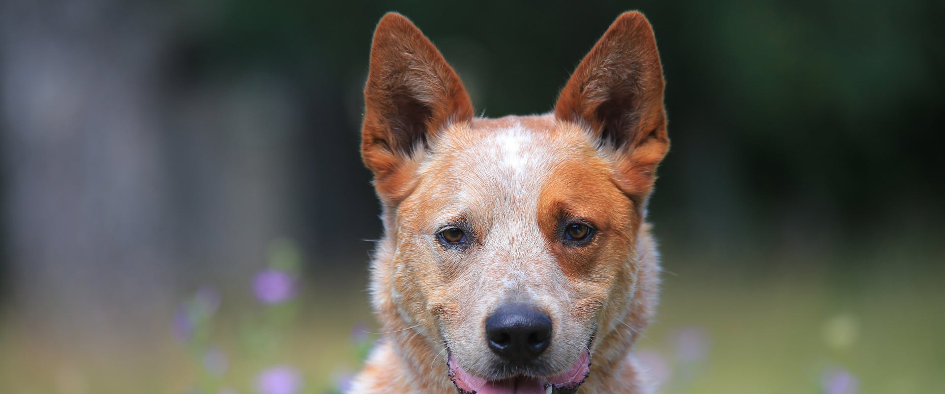 Dog breeds with big ears that stand up hot sale